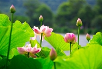 【夢幻蘇杭】蘇州+杭州+上海純玩品質四日游