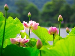 【夢幻蘇杭】蘇州+杭州+上海純玩品質四日游