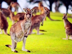 【全景大洋洲】澳大利亞 新西蘭南北島16日游