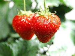 南昌到廬山秀峰、三疊泉、白鹿洞一日游