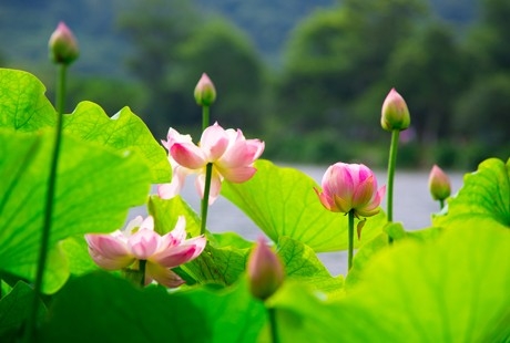 【夢幻蘇杭】蘇州+杭州+上海純玩品質四日游烏鎮(zhèn)西柵、留園、純凈純玩